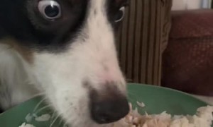 Dog has the most hilarious reaction to unexpected 'bland diet' 