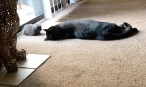 Cat Meets His Baby Sister