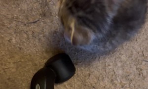 Standing Kitten Loses His Balance