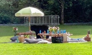 Black Bear Steals Birthday Picnic