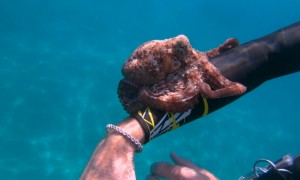 Octopus Sticks to Diver