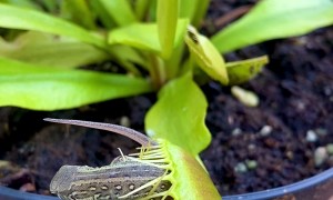 Venus Flytrap vs. Crafty Lizard
