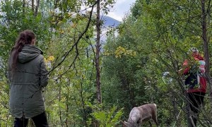 Rescuing A Reindeer In The Wilderness