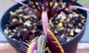 Venus Flytrap Catches Lizard