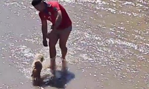 Man Saves Dog From Stream