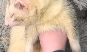 Sleepy Ferret Is Floppy