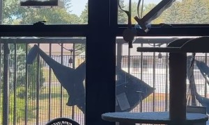 Window Perch Breaks Under the Weight of Chunky Cat