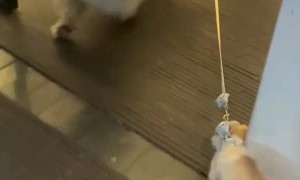 Golden Retriever Bring Puppy For A Walk