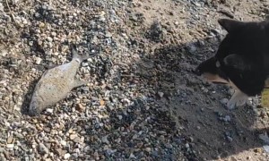 The Dog That Catches Fish