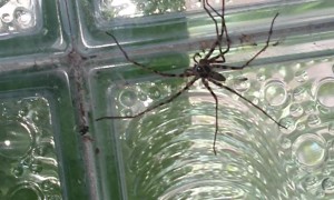 Giant Spider In The Laundry Room