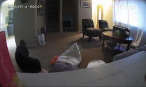 Pup Builds Herself A Pillow Pile