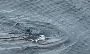 Mola Mola Eating Jellyfish Lunch