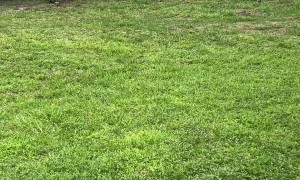 Iguana Hunter Goes On High Speed Chase