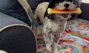 Petey The Poodle Does A Prancy Dance