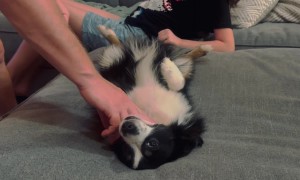 Pup Playfully Resuscitated In CPR Trick