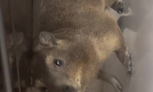 Cape Hyrax Descends Down Refrigerators