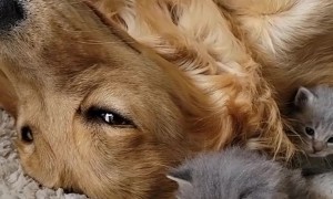 Golden Retriever And Kittens: The Cutest Blended Family