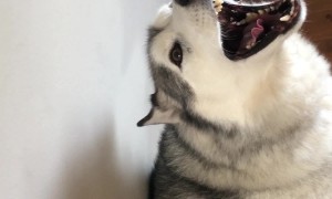 Husky Named Jackson Has A Scream