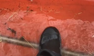 Mouse Accepts Man's Invitation