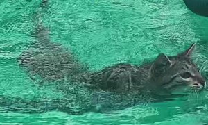 Cat Has Poolside Hammock