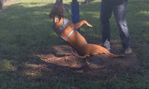 Pitbull Swings Around on Her Favorite Rope Toy