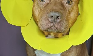 Pitbull Wears Pretty Flower Headdress