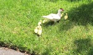 Husband Rescues Ducklings From Storm Drain