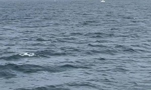 Massive Group of Whales Feeding Off the Coast of Cape Cod