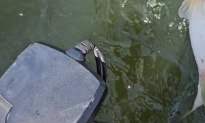 Bass Stuck In A Bass' Mouth