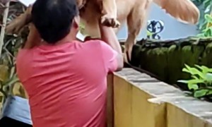 Dog Is Afraid Of Heights