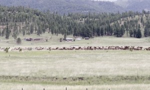 Massive Elk Herd Gathers During Rut