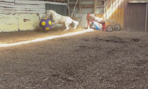 Impatient Hoof Puppy Can't Wait to Play With Giant Ball