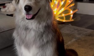 Dog With Fair Wings Is Here to Make You Smile