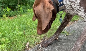 Bird Thinks Dog Is Its Mommy