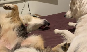 Dog Boops Its Friend