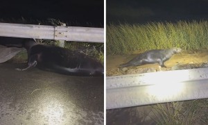 Police help wandering seal return to ocean