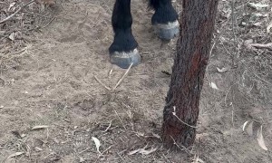 Horse Trapped On A Tree