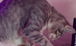 Kitten Fascinated by Record Player