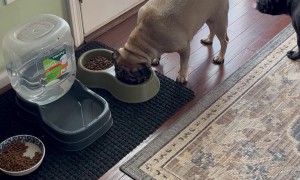Pugs Take Turns Eating Out of Bowl