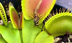 Wasp Dances Into Venus Flytrap