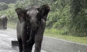 Elephant Charges at Tourist's Car