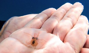 Tiny Octopus Saved From Plastic Bottle