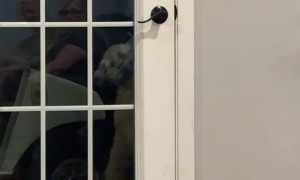 Dog Lets Herself Back In