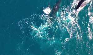 Humpback Whales Splash Together