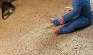 New Cat And New Human Play Together