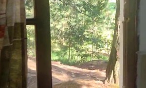 Black Bear Shatters Kitchen Window