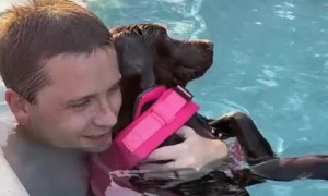 Pool-loving pup can't get enough of swimming 