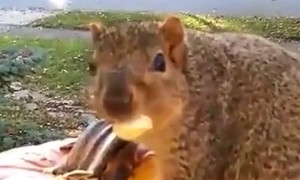 Squirrel Caught in the Act Stealing From Jack-O-Lantern on Halloween