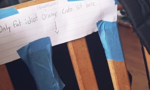 Cat Gets Called Out By Sign