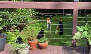 Baby Bear Playtime in Backyard